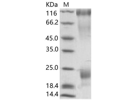 > 90 % as determined by reducing SDS-PAGE.