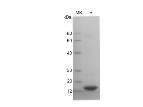 SDS-PAGE analysis of Mouse TNF-α proteins, 2 μg/lane of Recombinant Mouse TNF-α proteins was resolved with SDS-PAGE under reducing conditions, showing bands at 17 kDa.