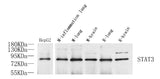 Western Blot analysis of various samples using STAT3 Polyclonal Antibody at dilution of 1:1000.
