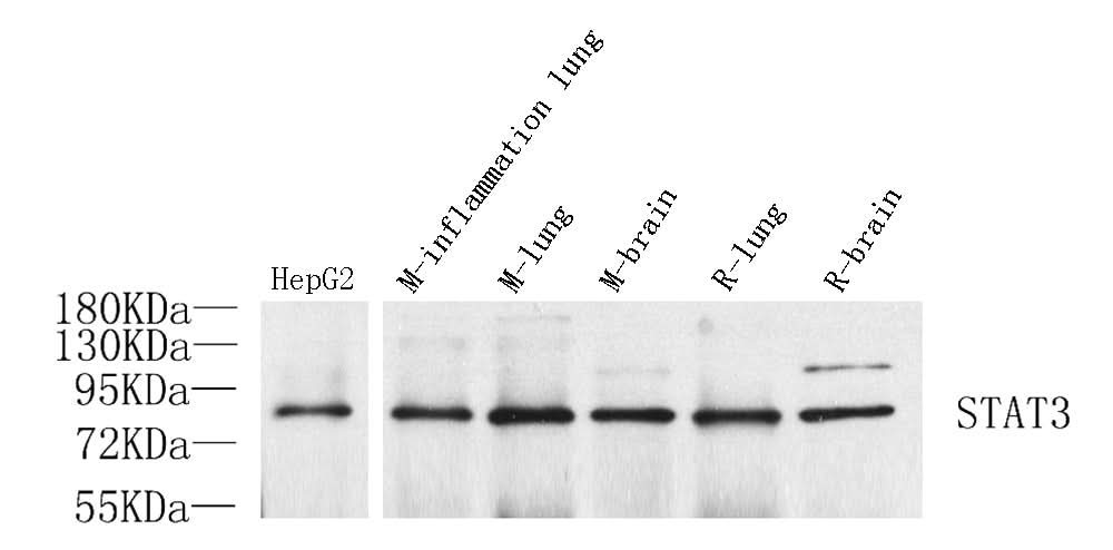 Western Blot analysis of various samples using STAT3 Polyclonal Antibody at dilution of 1:1000.