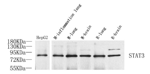 Western Blot analysis of various samples using STAT3 Polyclonal Antibody at dilution of 1:1000.