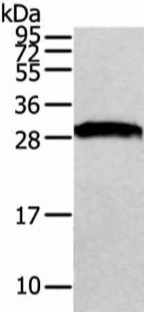Anti-Human/Mouse/Rat VAPA Antibody
