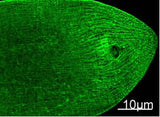 Immunofluorescence analysis of Nematode tissue using MYH Monoclonal Antibody at dilution of 1:100.