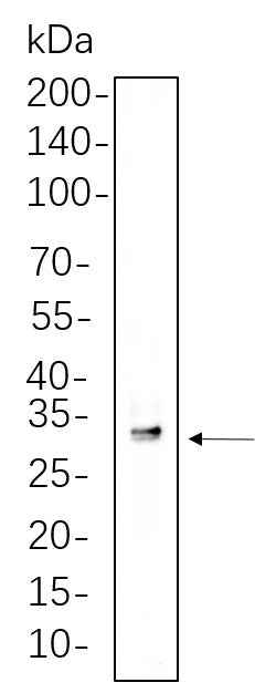 Anti-Human/Mouse/Rat SDHB Antibody [B1132]