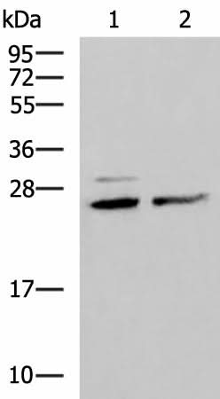 Western blot analysis of Hela and K562 cell lysates using SNRPB2 Polyclonal Antibody at dilution of 1:1600