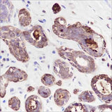 Anti-Human GCDFP-15 Antibody [A228]