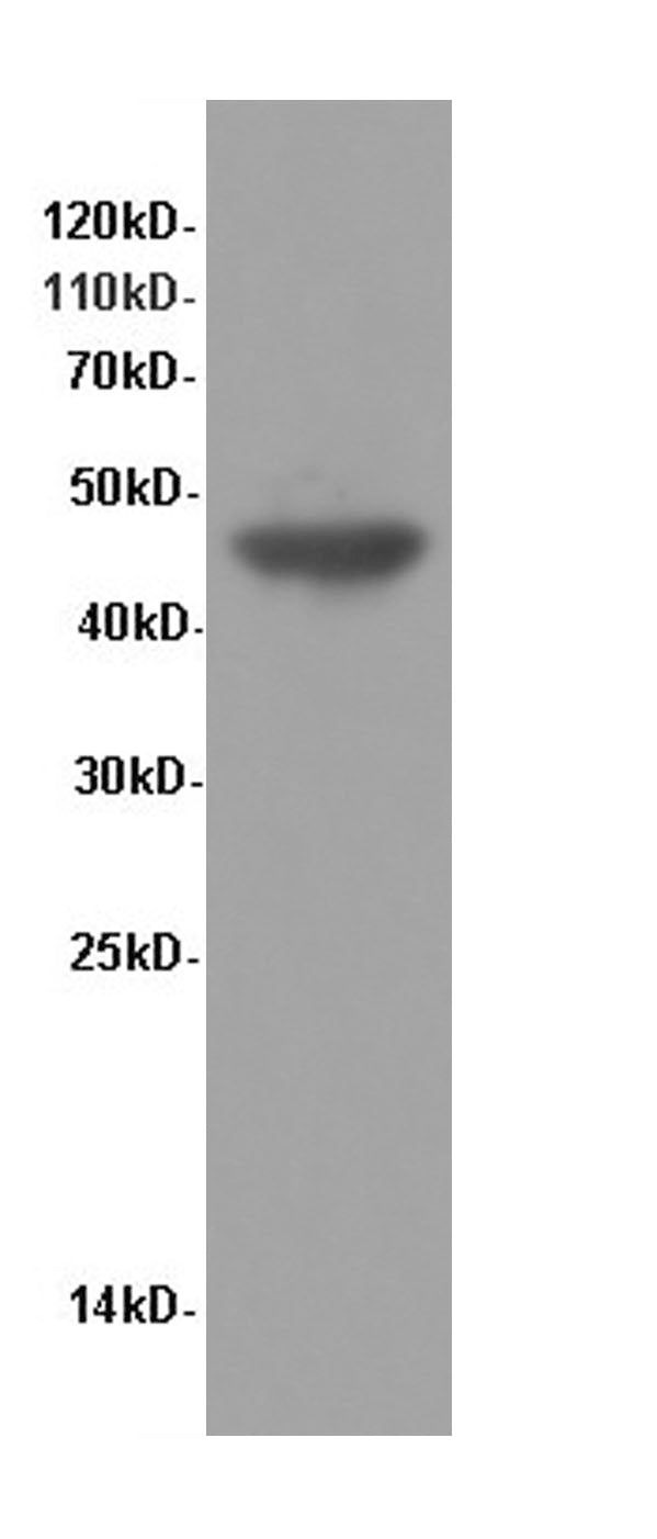 Western Blot analysis of Hela cells using ENO1 Polyclonal Antibody at dilution of 1:600