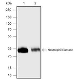 Anti-Human Neutrophil Elastase Antibody [A585]