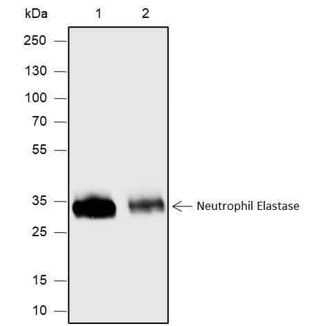 Anti-Human Neutrophil Elastase Antibody [A585] - ABMIUM