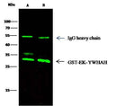 Anti-Human YWHAH Antibody [A921] - ABMIUM