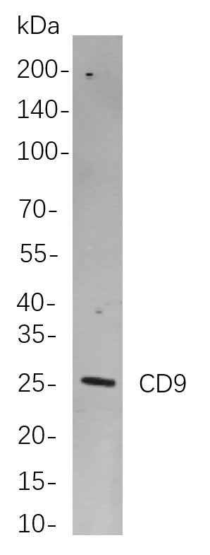 Anti-Human/Mouse/Rat CD9 Antibody [B808] - ABMIUM