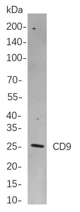 Anti-Human/Mouse/Rat CD9 Antibody [B808]