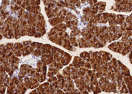 Anti-Mouse CEL Antibody [B466] - ABMIUM