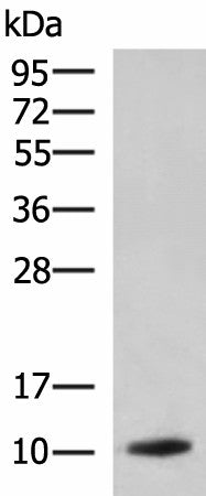 Western blot analysis of Rat pancreas tissue lysate using PPY Polyclonal Antibody at dilution of 1:1900