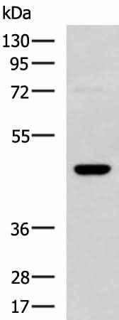 Anti-Human/Mouse DNAJA4 Antibody