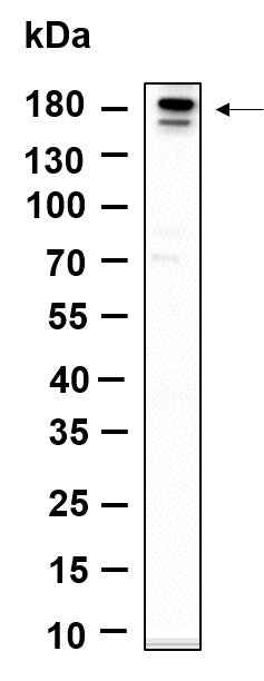 Anti-Human/Mouse/Rat ErbB-3 Antibody [B1161]