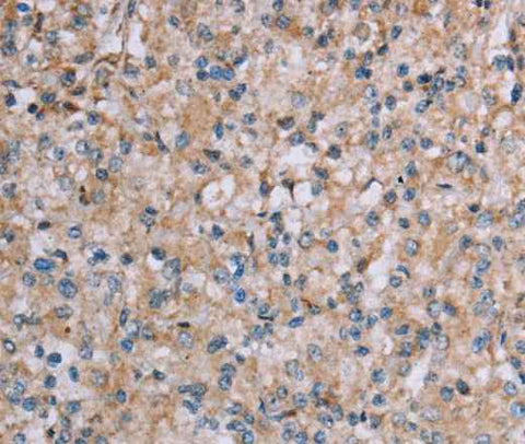 Anti-Human/Mouse PLXNA4 Antibody