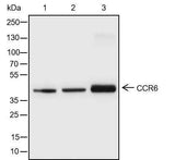 Anti-Human CCR6 Antibody [A154]