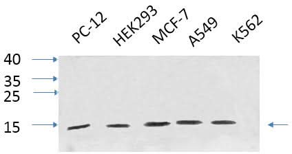 Western Blot analysis of various cells using IL8 Polyclonal Antibody at dilution of 1:1000.