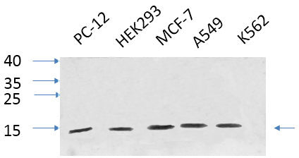 Western Blot analysis of various cells using IL8 Polyclonal Antibody at dilution of 1:1000.