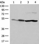 Western blot analysis of Mouse brain tissue HepG2 A375 Hela cell lysates using FLOT2 Polyclonal Antibody at dilution of 1:350