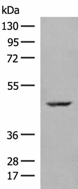 Western blot analysis of 293T cell lysate using ZBTB8A Polyclonal Antibody at dilution of 1:250