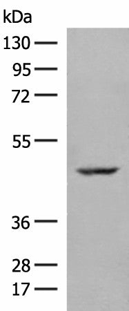 Western blot analysis of 293T cell lysate using ZBTB8A Polyclonal Antibody at dilution of 1:250
