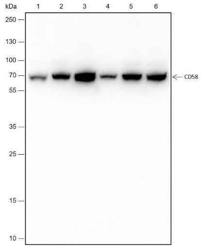 Anti-Human CD58 Antibody [A177] - ABMIUM