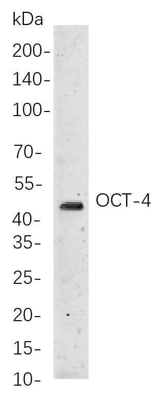 Anti-Human/Mouse Oct-4 Antibody [B842] - ABMIUM