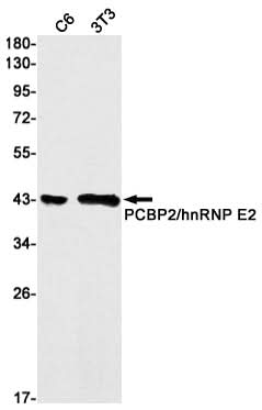 Western blot detection of PCBP2/hnRNP E2 in C6,3T3 cell lysates using PCBP2/hnRNP E2 Rabbit mAb(1:1000 diluted).Predicted band size:39kDa.Observed band size: 35-45kDa.