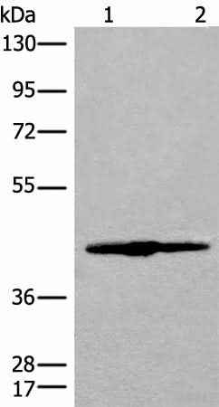 Anti-Human/Mouse/Rat IVD Antibody