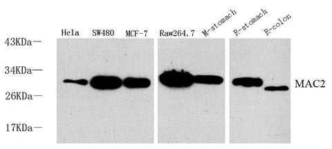 Western Blot analysis of various samples using Galectin 3 Polyclonal Antibody at dilution of 1:1000.