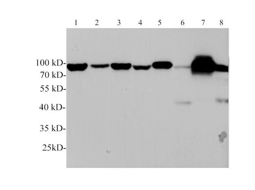 Western blotting with anti-GRP78 polyclonal antibody at dilution of 1:1000. Lane 1: Hela cell lysate, Lane 2: Jurkat cell lysate, lane 3: MCF-7 cell lysate, Lane 4: Mouse lung lysate, Lane 5: Mouse liver lysate, Lane 6: Rat lung lysate, Lane 7: Rat liver lysate, Lane 8: Rat small intestine lysate.