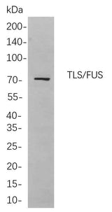 Anti-Human/Mouse/Rat TLS Antibody [B754]