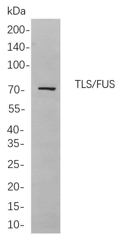 Anti-Human/Mouse/Rat TLS Antibody [B754]