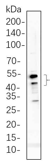 Anti-Human/Mouse/Rat GSK3 α, β Antibody [B591] - ABMIUM