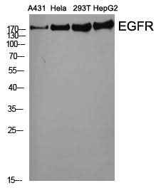 Anti-Human/Mouse/Rat EGFR Antibody