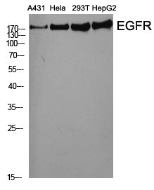 Western Blot analysis of various cells using EGFR Polyclonal Antibody at dilution of 1:2000.