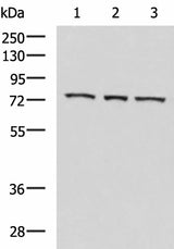 Western blot analysis of K562 cell Mouse heart tissue Jurkat cell lysates using ABI2 Polyclonal Antibody at dilution of 1:550