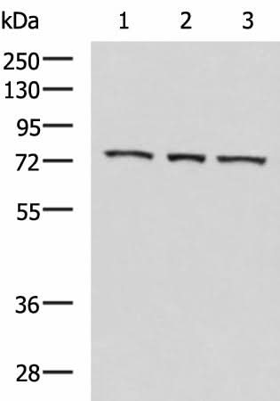 Western blot analysis of K562 cell Mouse heart tissue Jurkat cell lysates using ABI2 Polyclonal Antibody at dilution of 1:550