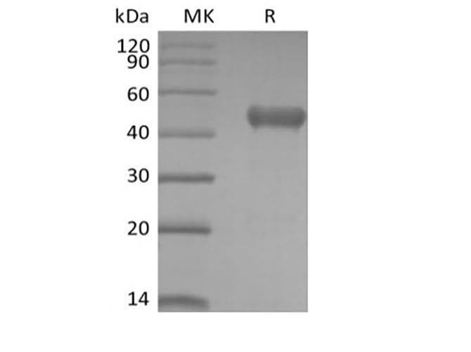 > 95 % as determined by reducing SDS-PAGE.
