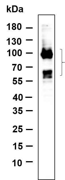 Anti-Human/Mouse/Rat Tau Antibody [B889] - ABMIUM
