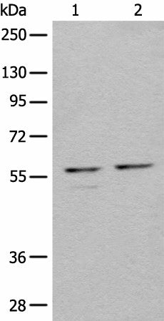 Western blot analysis of 293T cell lysates using URI1 Polyclonal Antibody at dilution of 1:450