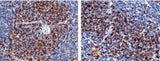 Anti-Mouse CD4 Antibody [B411]