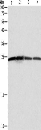 Anti-Human BAK1 Antibody - ABMIUM