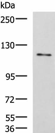 Western blot analysis of LO2 cell lysate using FNIP2 Polyclonal Antibody at dilution of 1:1000