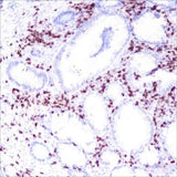 Anti-Human CD2 Antibody [A164]