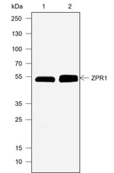 Anti-Human ZPR1 Antibody [A747]