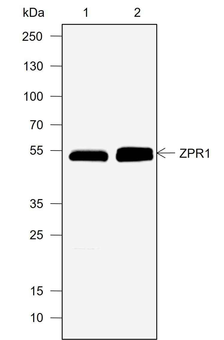 Anti-Human ZPR1 Antibody [A747]