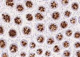 Anti-Human REG4 Antibody [B144]